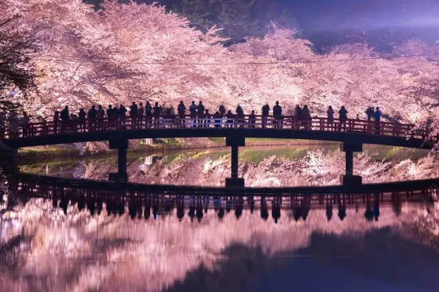 Enjoy the enchanting and beautiful night cherry blossoms as well.