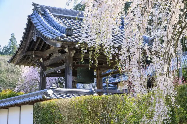 欣賞如瀑布般傾瀉而下的枝垂櫻