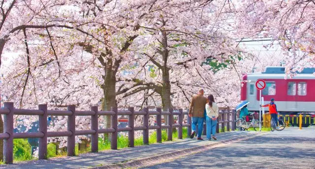 奈良縣高田川畔 滿開的千本櫻