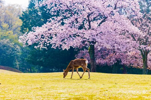 桜と歴史情緒が織りなす春の絶景！奈良の人気お花見スポット9選