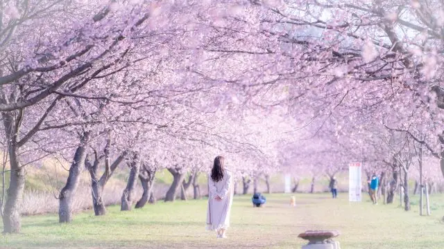 "Ohanami (cherry blossom viewing)," spending time under the cherry blossoms in full bloom eating bento box and drinking alcohol