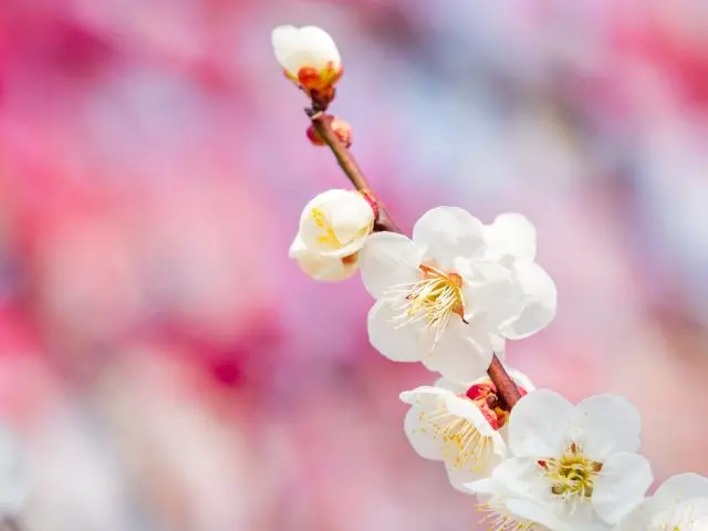 Take your time to closely observe each flower, as if identifying the variety of plum blossoms.