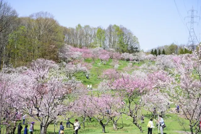 Hiraoka Park, where approximately 1,200 white and red plum trees bloom in full glory