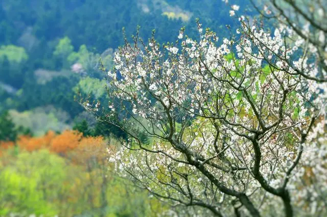 Take your time to appreciate the unique spring scenery of the "Miracle Plum Garden."