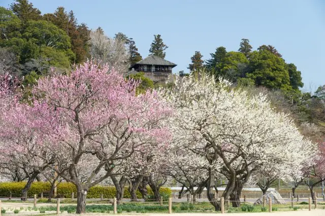 Plum blossoms at Kairakuen