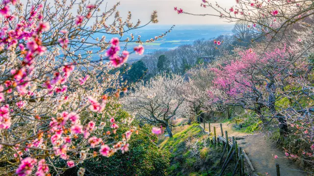 27 Famous Plum Blossom Viewing Spots in Japan: Experience Their Beauty and Fragrance!