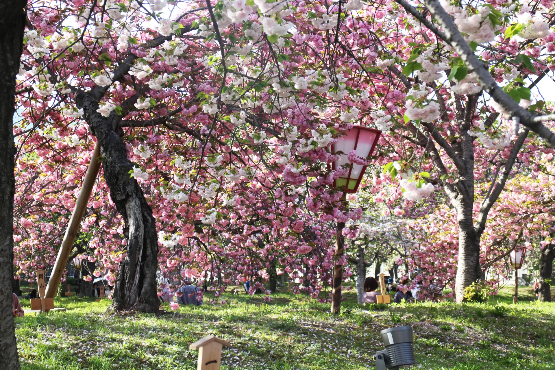 自慢の八重桜コレクションを楽しめる、期間限定の貴重な一般公開