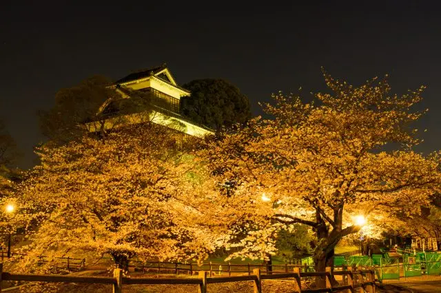 夜間點燈後，燈光下的櫻花和熊本城相映成趣