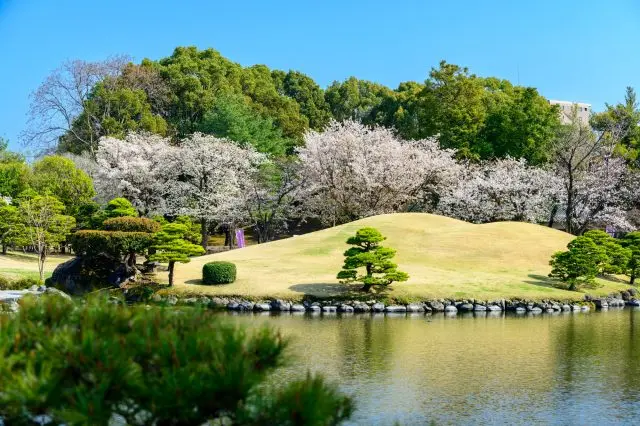 被櫻花裝點的水前寺成趣園充滿了日本風情