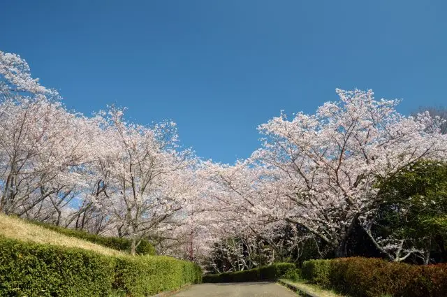 宛如一條櫻花隧道般的散步小徑
