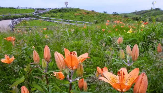 The natural flower field "Koshimizu Wild Flower Garden" is located inside the Abashiri Quasi-National Park area.