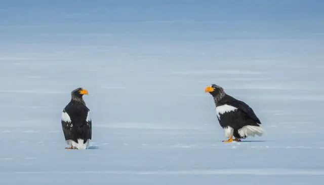 Steller's sea eagles on the frozen surface of Lake Tofutsu in March.
