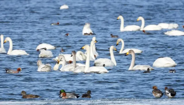 In March, Lake Tofutsu is bustling with numerous migratory birds.