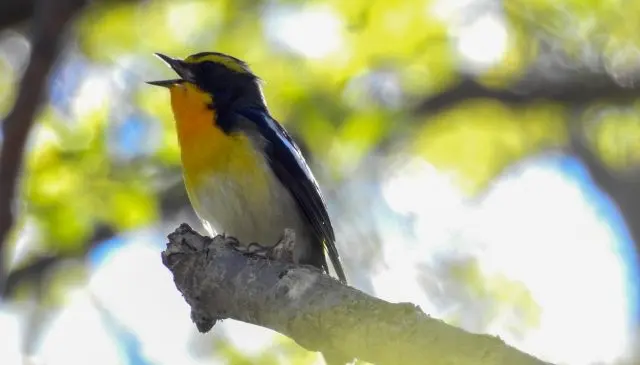 The Narcissus Flycatcher, known for its beautiful singing.