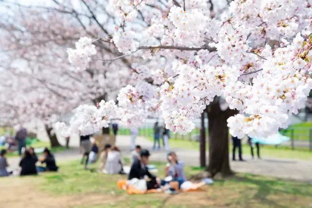 悠闲地坐在樱花树下，一边赏樱，一边享受野餐的乐趣