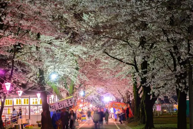 满眼是樱花并木和纸灯笼，优雅的景色让人感受到浓浓的日本情怀