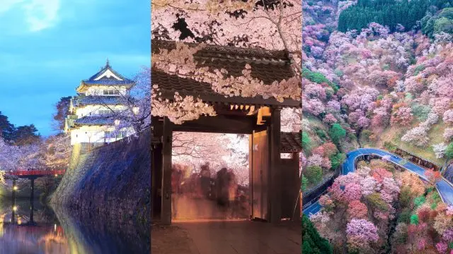 日本三大賞櫻勝地（從左到右）：青森縣的「弘前公園」、長野縣的「高遠城址公園」、以及奈良縣的「吉野山」