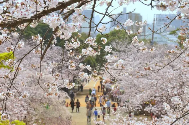 每當櫻花盛開的時候，整個公園都會被染成一片粉紅色的世界