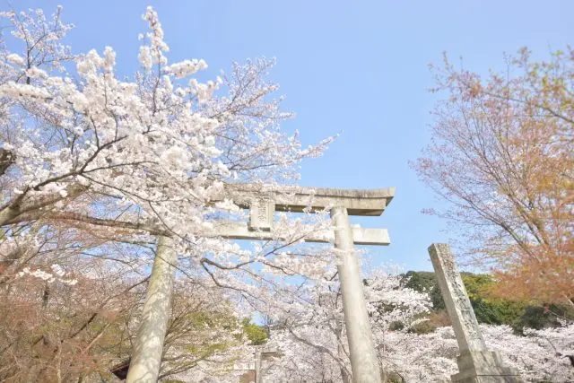 以鳥居為背景的櫻花美得令人窒息