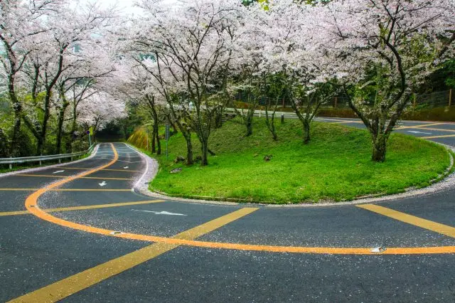 沿著宛如櫻花隧道般的山間小路，一邊賞花，一邊向山頂進發