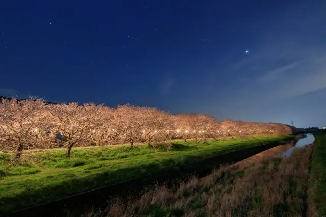 夜晚點燈後流川的櫻花並木 (福岡縣浮羽市)