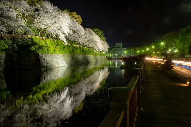 夜幕下被燈光照亮的夜櫻倒映在水面上的景色十分夢幻