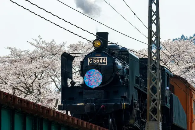 可以搭乘蒸氣機車，透過車窗欣賞一路盛開的櫻花