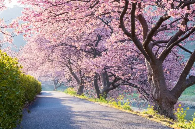 伊豆町 下賀茂的河津櫻