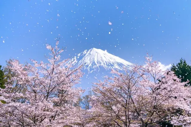 【超嚴選】靜岡必看櫻花景點11選！附賞櫻花期預測