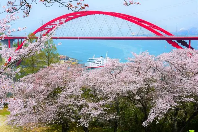 不要錯過由紅色橋樑、蔚藍色的大海和櫻花交織而成的壯麗景色
