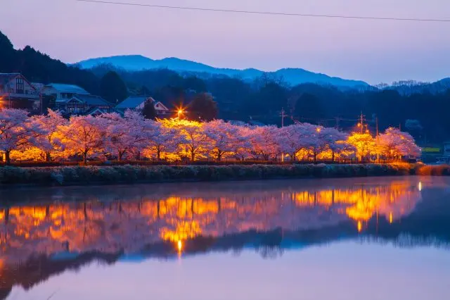 600棵染井吉野環繞池塘四周，夜間點燈活動也相當熱門的賞櫻景點
