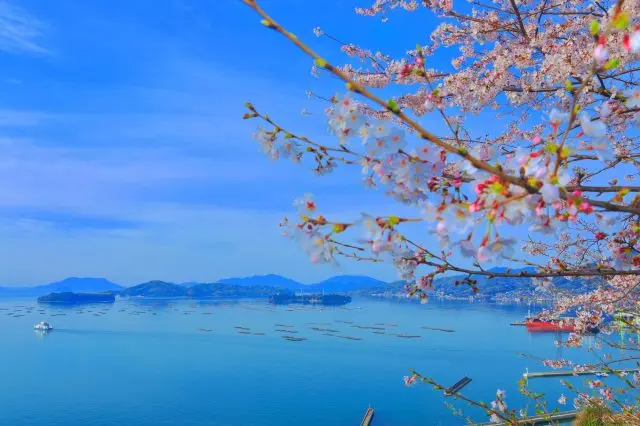 【超嚴選】廣島必看櫻花景點10選！附賞櫻花期預測