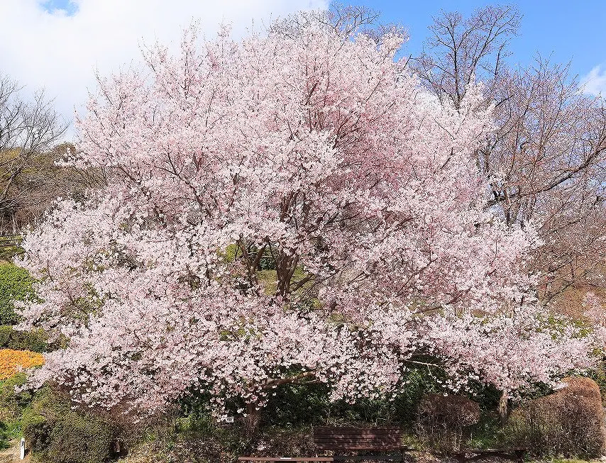 园内樱花每年在3月中旬到4月底绽放