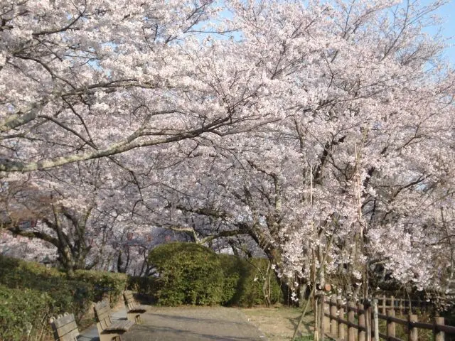 沿著被櫻花簇擁的庭園小徑悠閒漫步吧