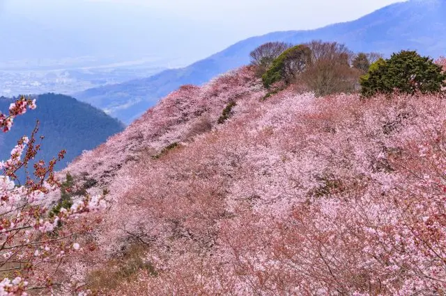 整座山完全被櫻花覆蓋的壯觀景色
