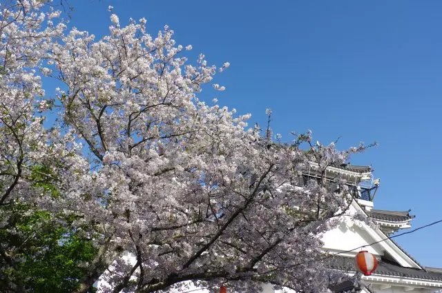 櫻花與「撫養城」模擬天守交相輝映的景緻格外動人