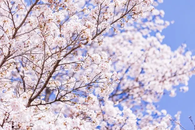 満開のソメイヨシノを、家族でゆっくり花見できる於安パーク