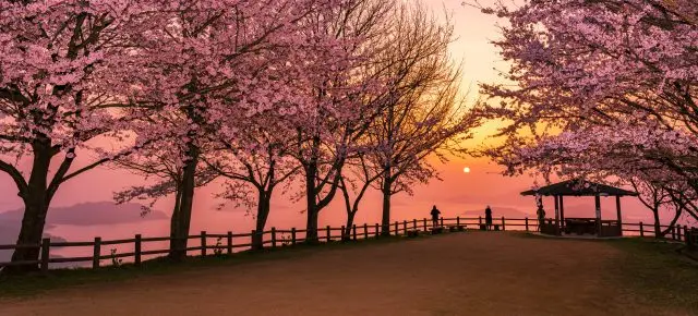 豊かな自然と歴史を彩る桜を楽しむ！四国の人気お花見スポット20選