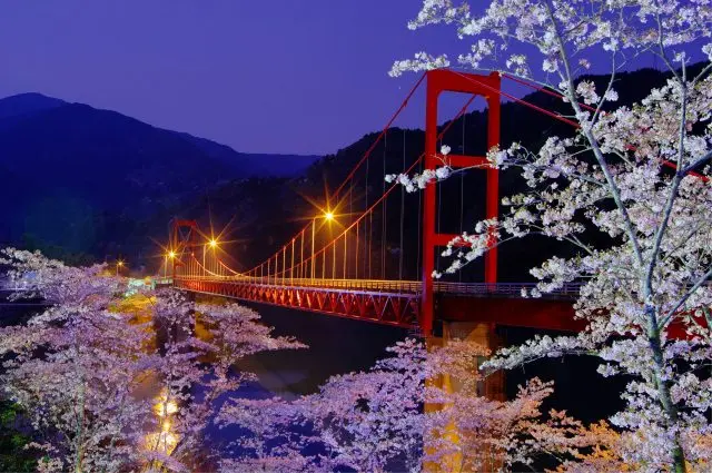 高知縣仁淀川 大渡水庫的夜櫻