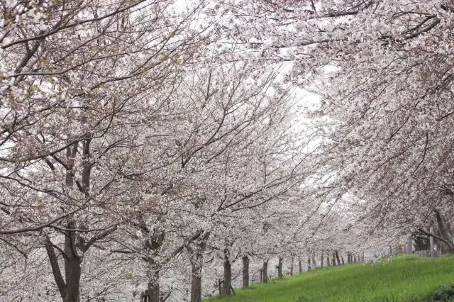 在「大河津分水櫻花並木道」欣賞約1,500株染井吉野櫻花樹同時綻放的美景