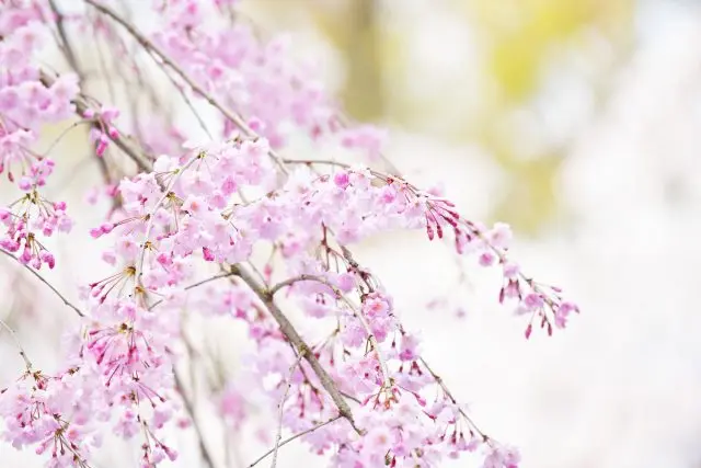 枝垂櫻等各種櫻花競相綻放的景色令人賞心悅目