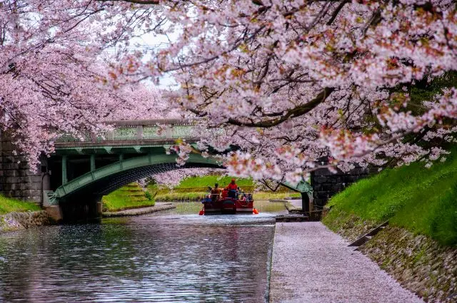 富山市 松川公園 松川河畔的櫻花與遊覽船