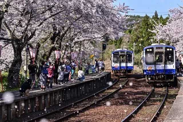 【超嚴選】北陸必看櫻花景點20選！附賞櫻花期預測