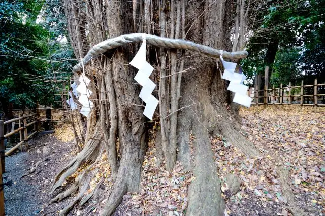 The mega-sized Ginkgo tree behind the main hall