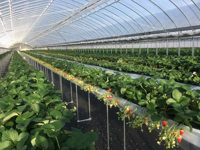 Treat yourself to unlimited strawberry picking at the elevated berry beds! Be sure to book ahead online or by phone. 