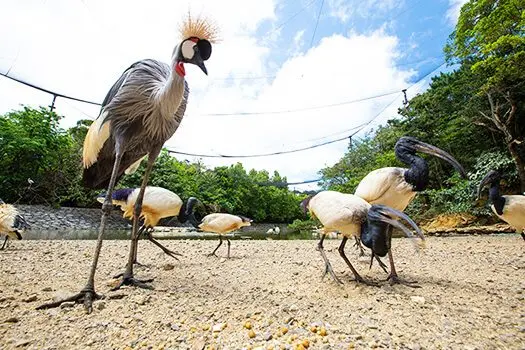 採用在空中吊掛網子的大型飛行鳥籠展示方式，以便於近距離觀察