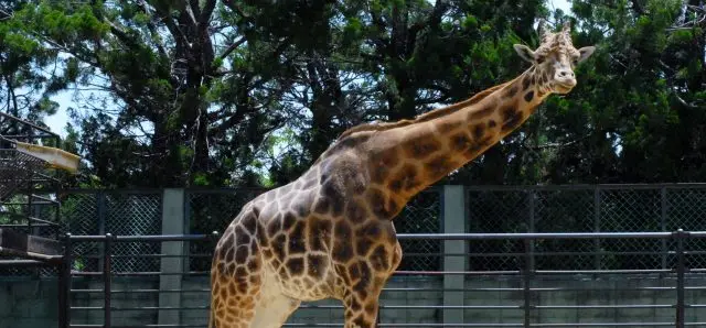 能眺望世界遺產「姬路城」的城堡內動物園