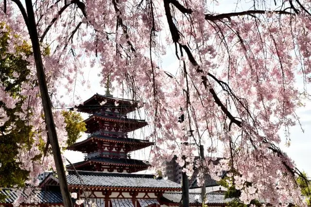 盡情欣賞由歷史建築與櫻花相映成趣的景色吧！