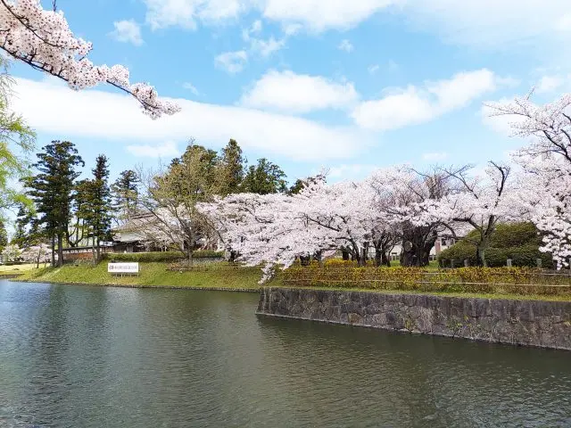 在庄内藩主居城城址上整修的公园，护城河沿岸的樱花并木令人叹为观止
