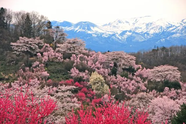 花見山を筆頭に桜の名所も多い中通りエリア